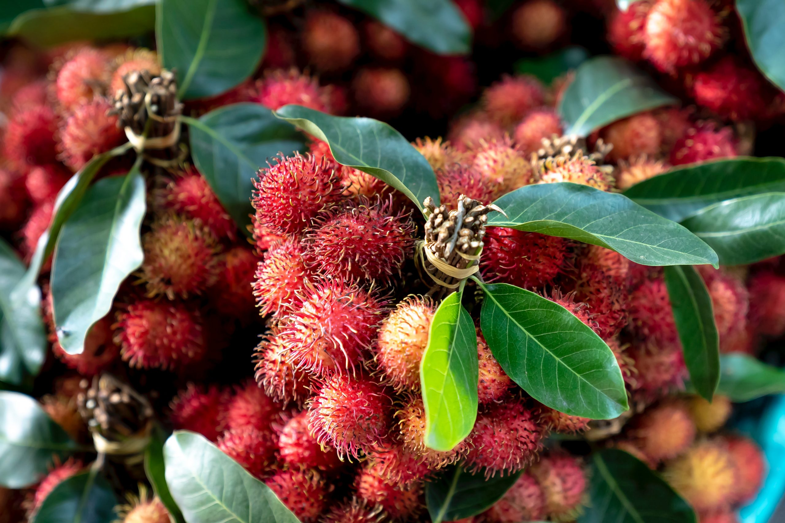 Beberapa Manfaat Buah Rambutan Bagi Kesehatan Yang Banyak ...